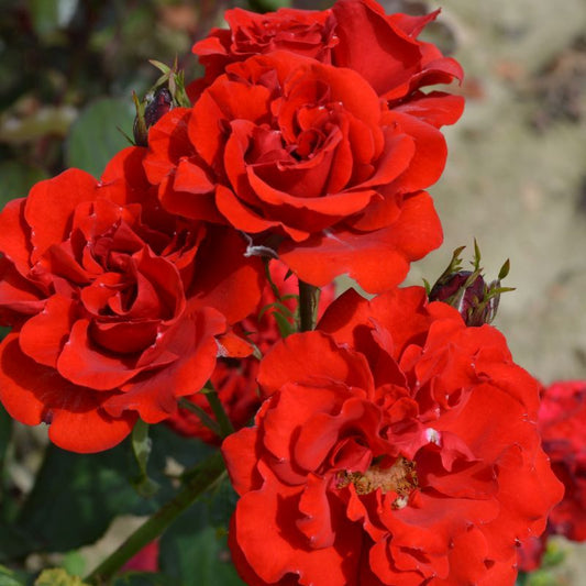 Rosa ‘Evelyn Fison’