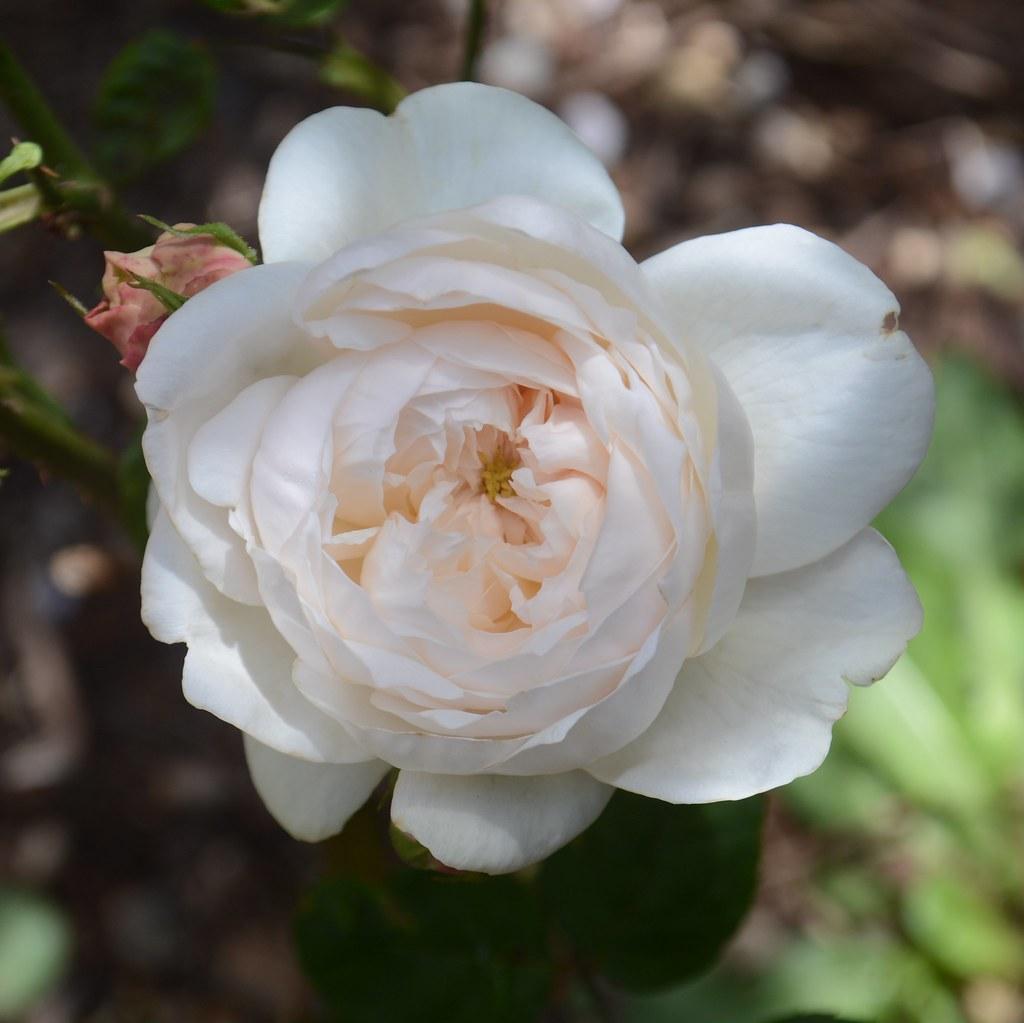 Rosa ‘Fair Bianca’ (Fair Bianca English Shrub Rose)
