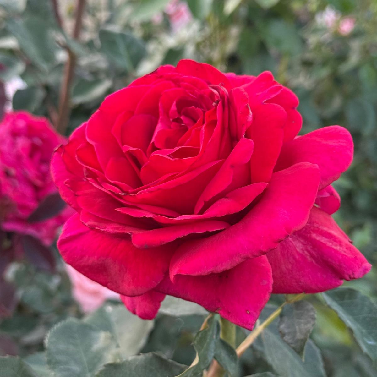 Rosa 'Firefighter' (Hybrid Tea Rose)