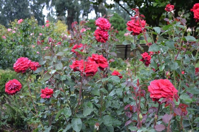 Rosa 'Firefighter' (Hybrid Tea Rose)