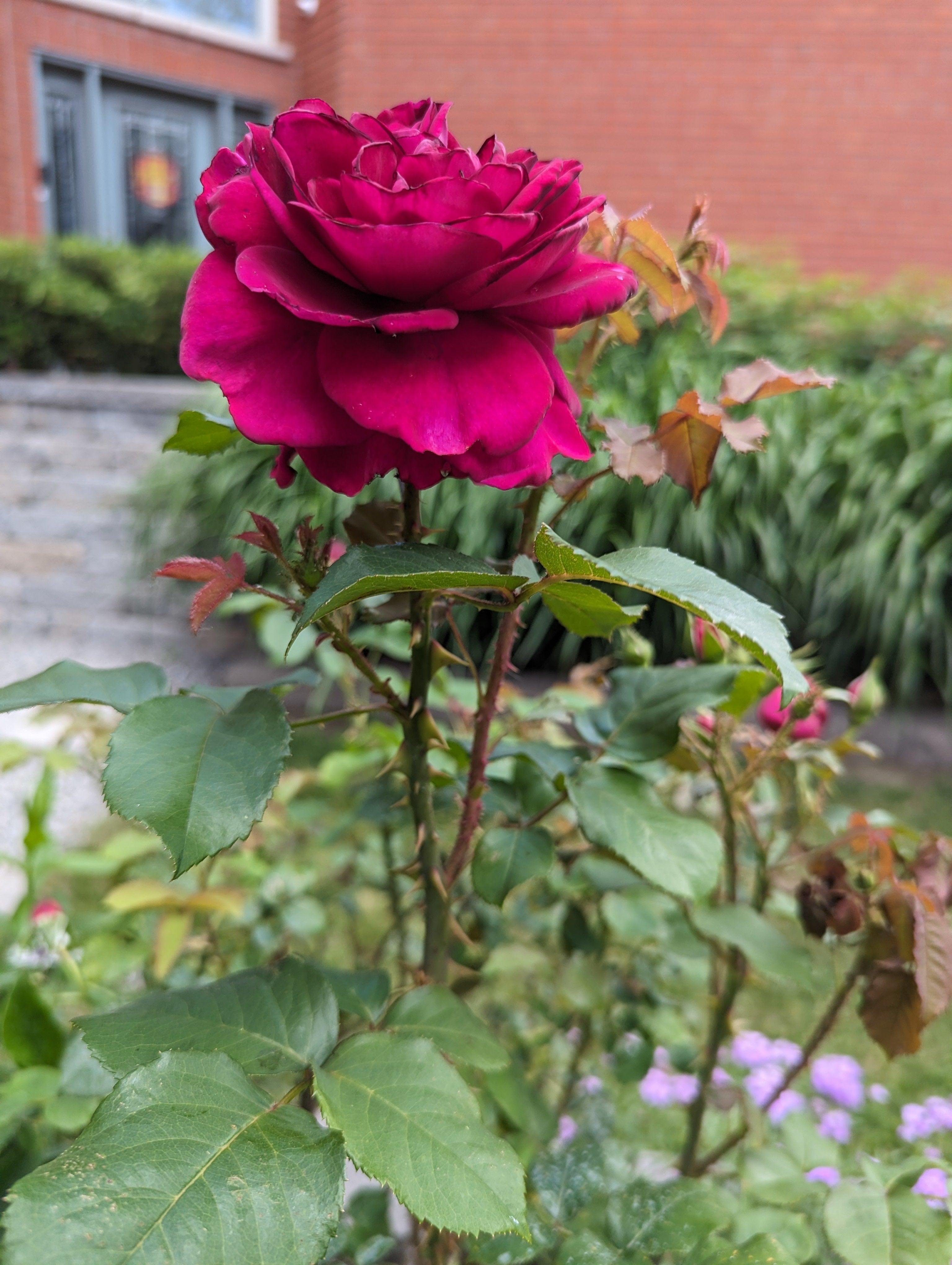 Rosa ‘Fisherman’s Friend’ (Fisherman’s Friend English Shrub Rose)