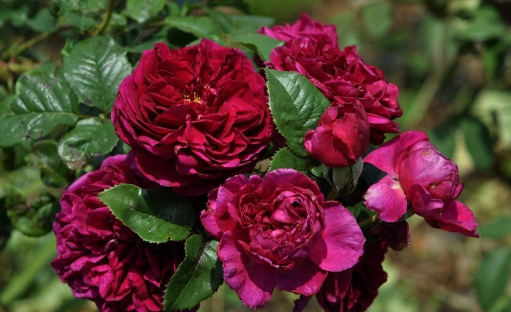 Rosa ‘Fisherman’s Friend’ (Fisherman’s Friend English Shrub Rose)
