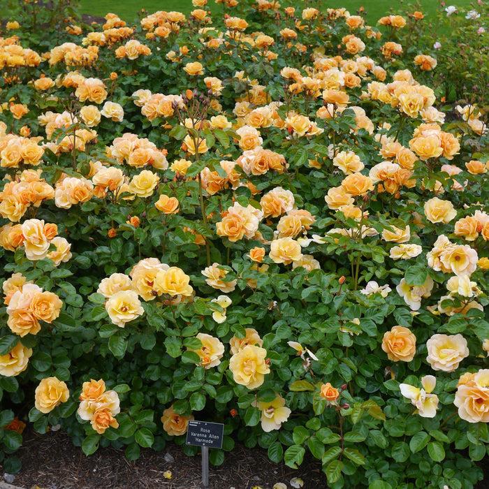 Rosa 'Flower Carpet Amber' (Groundcover Rose)