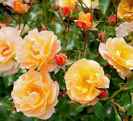 Rosa 'Flower Carpet Amber' (Groundcover Rose)