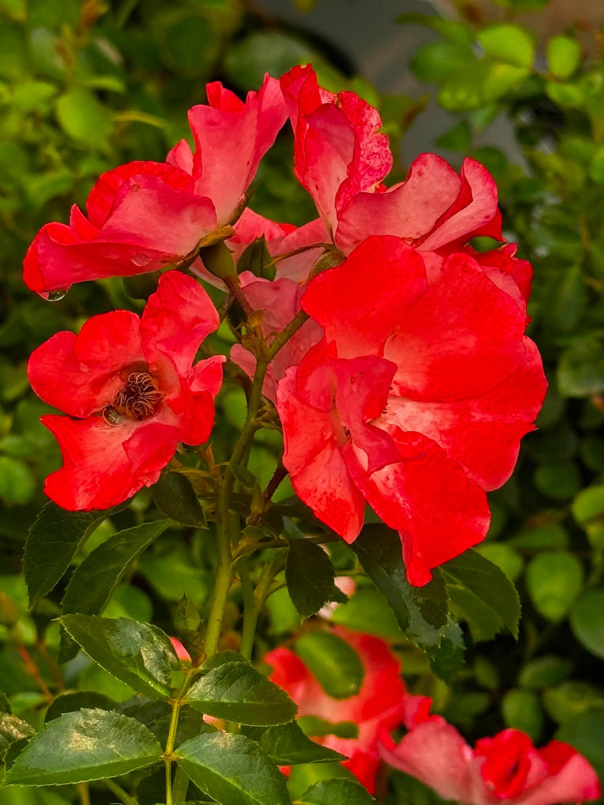 Rosa 'Flower Carpet Coral' (Flower Carpet Coral Rose)