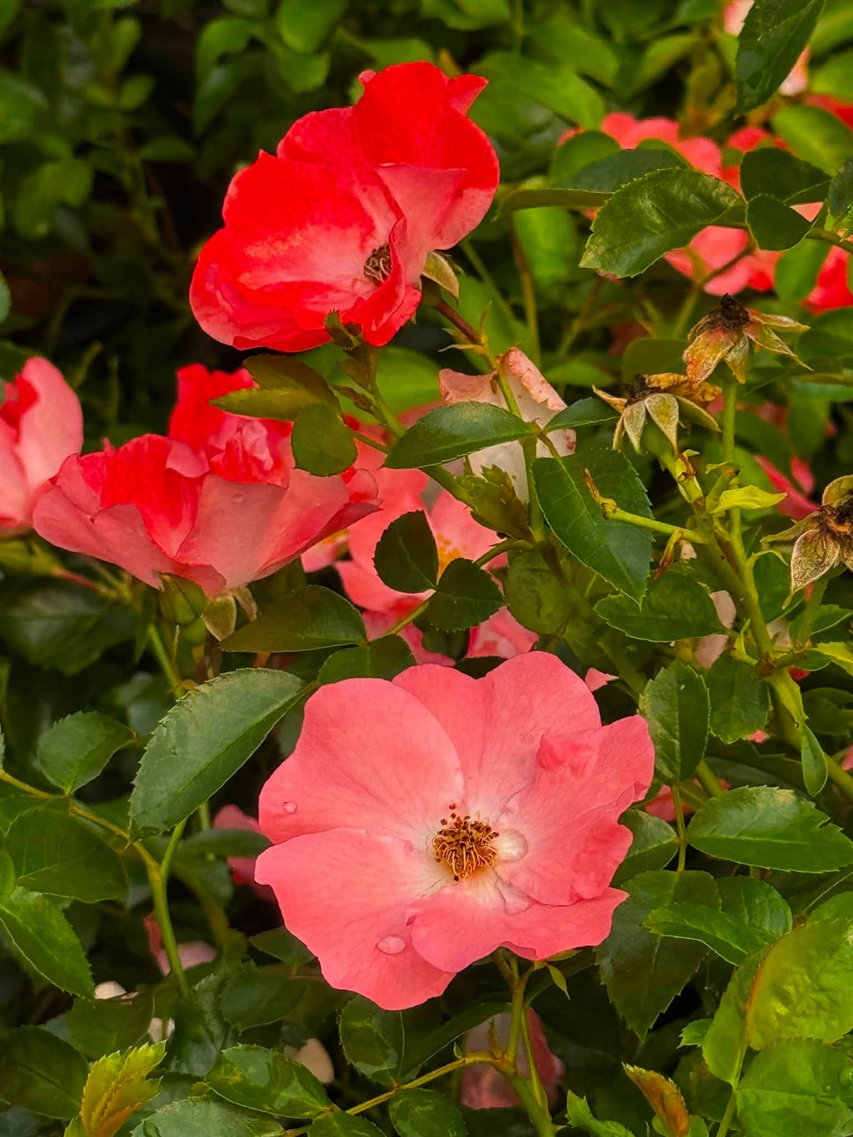 Rosa 'Flower Carpet Coral' (Flower Carpet Coral Rose)