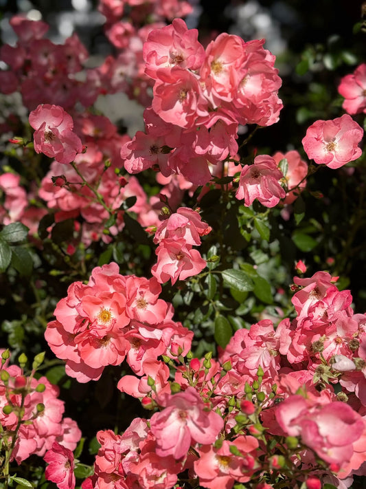 Rosa 'Flower Carpet Coral' (Flower Carpet Coral Rose)