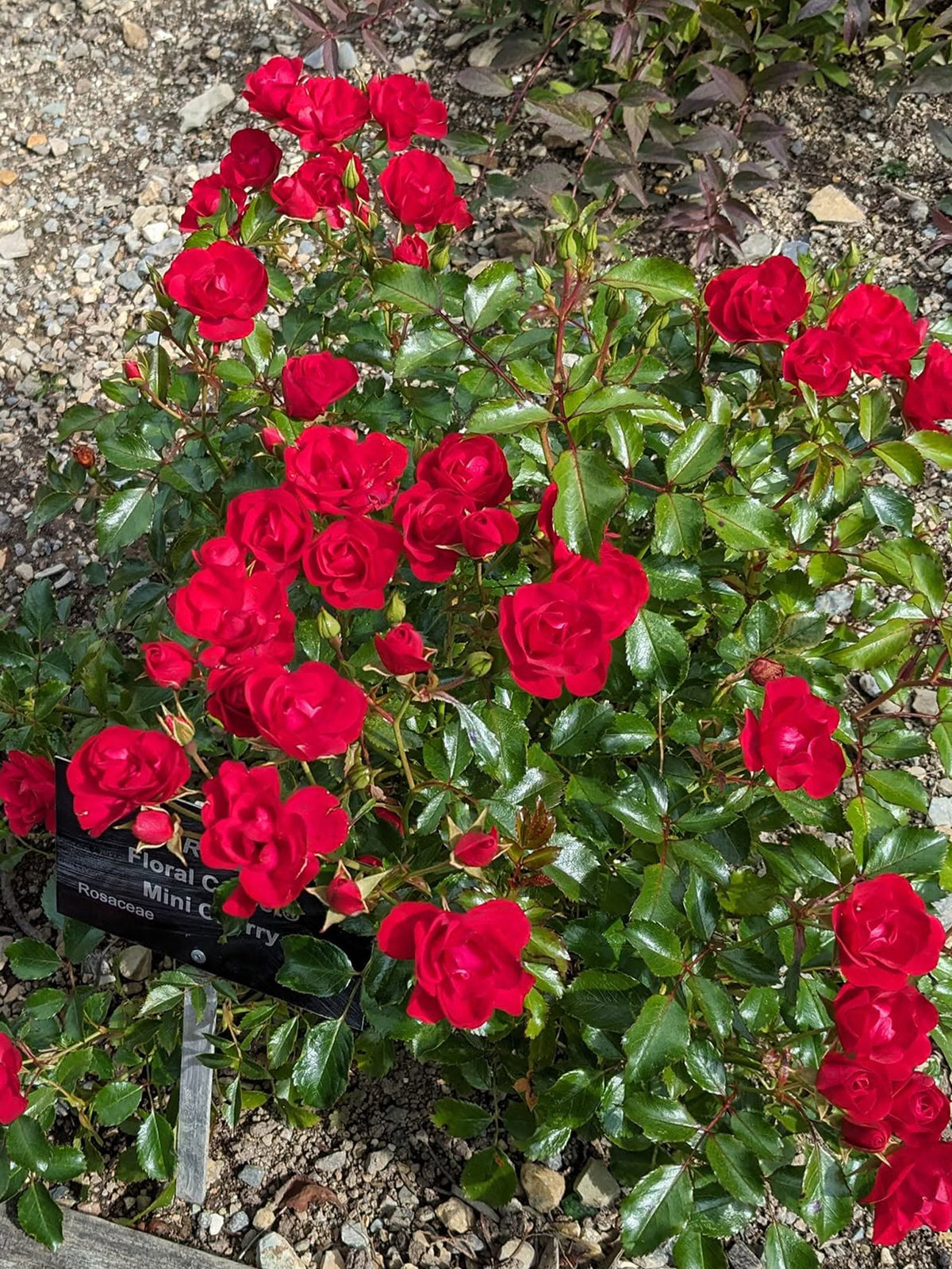 Rosa 'Flower Carpet Mini Cherry' (Mini Cherry Groundcover Rose)