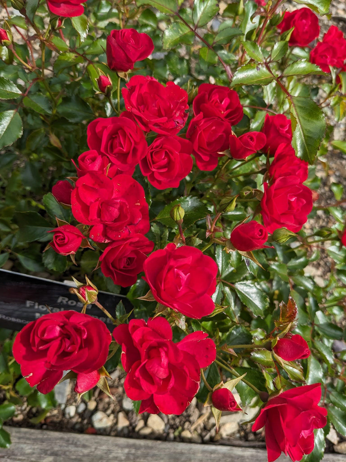 Rosa 'Flower Carpet Mini Cherry' (Mini Cherry Groundcover Rose)