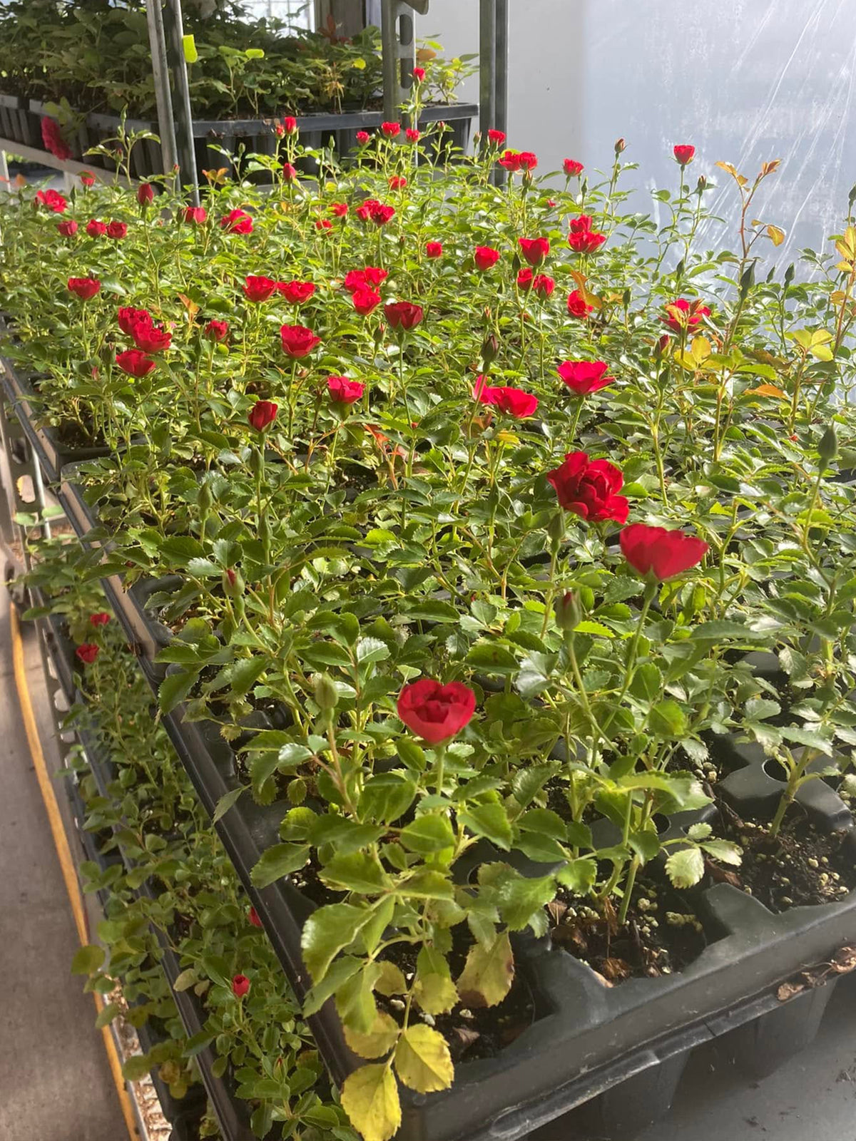 Rosa 'Flower Carpet Mini Cherry' (Mini Cherry Groundcover Rose)