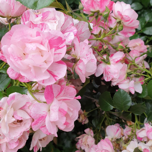 Rosa 'Flower Carpet Pink Splash' (Pink Splash Groundcover Rose)