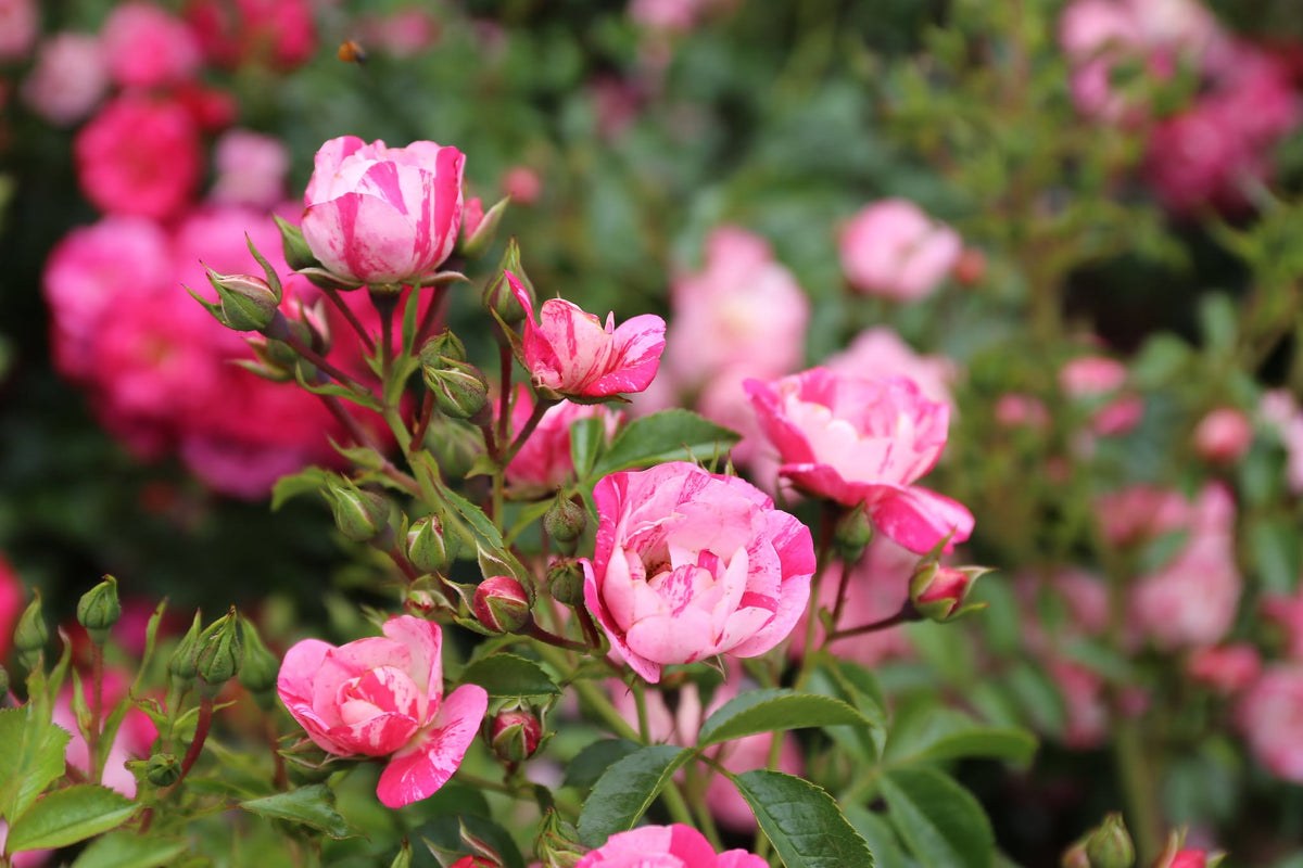 Rosa 'Flower Carpet Pink Splash' (Pink Splash Groundcover Rose)