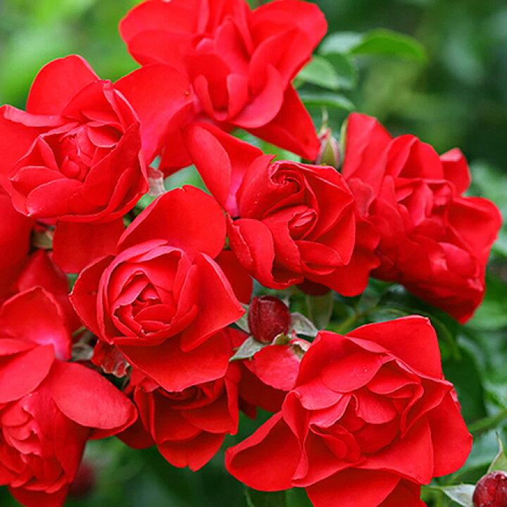 Rosa 'Flower Carpet Scarlet' (Scarlet Flower Carpet Rose)