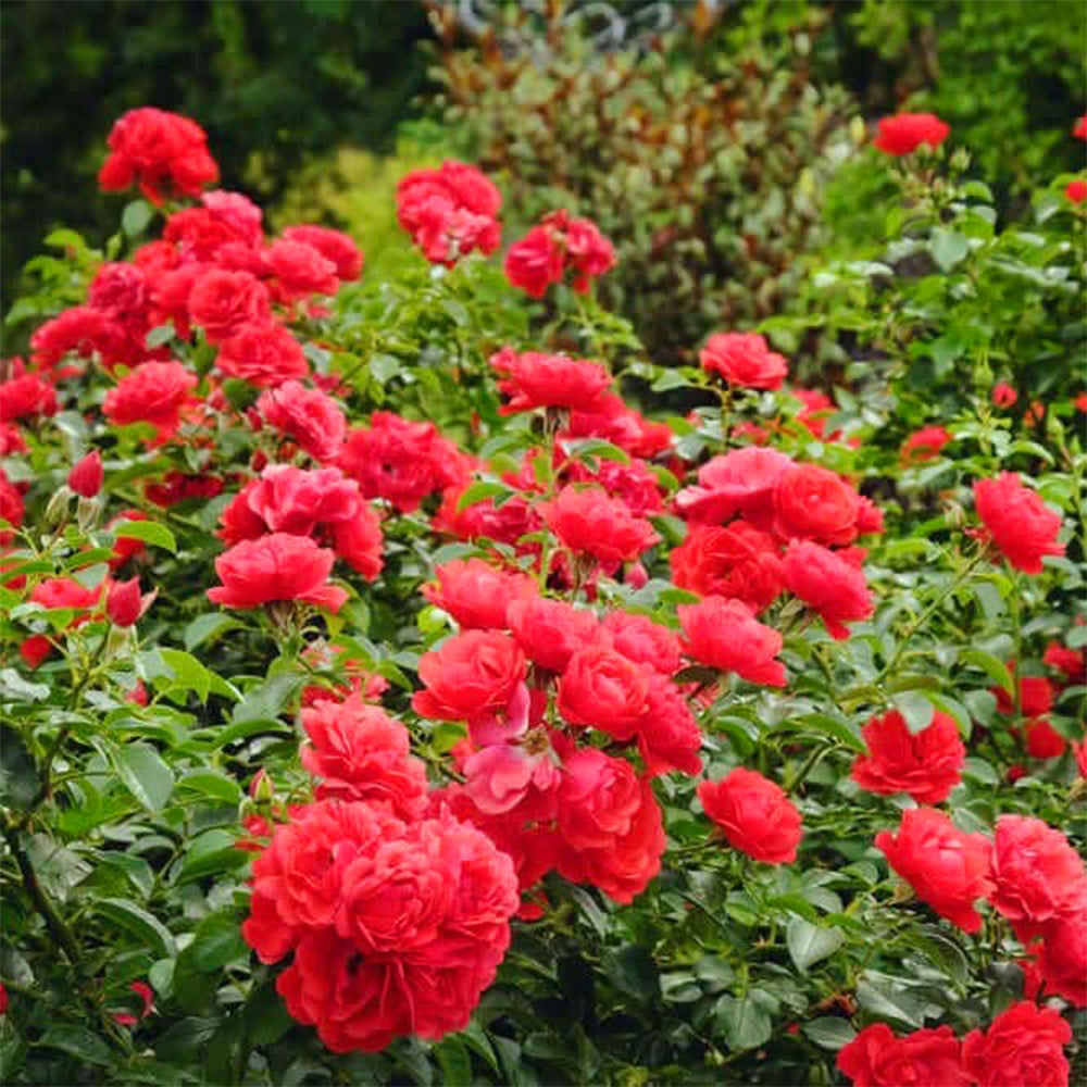 Rosa 'Flower Carpet Scarlet' (Scarlet Flower Carpet Rose)