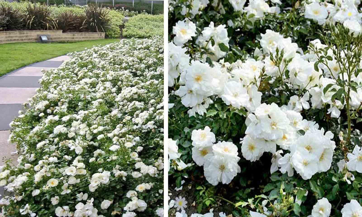 Rosa ‘Flower Carpet White’