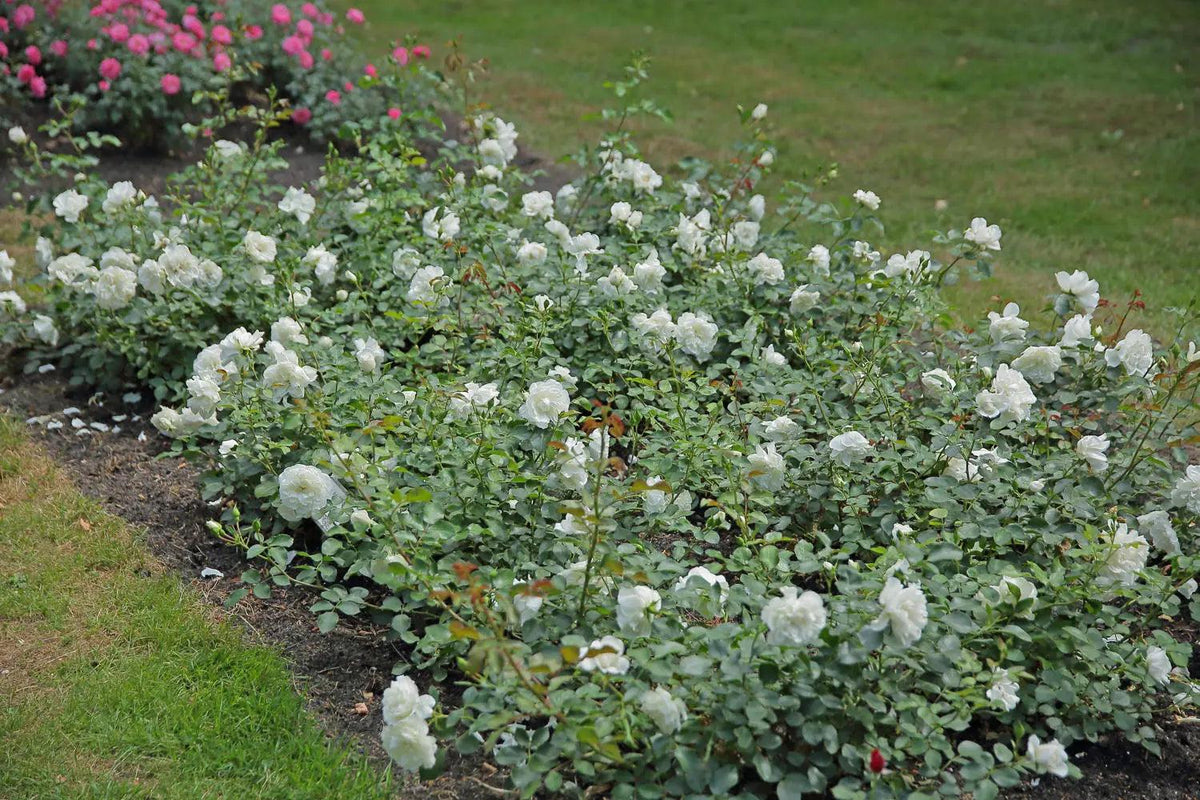 Rosa ‘Flower Carpet White’