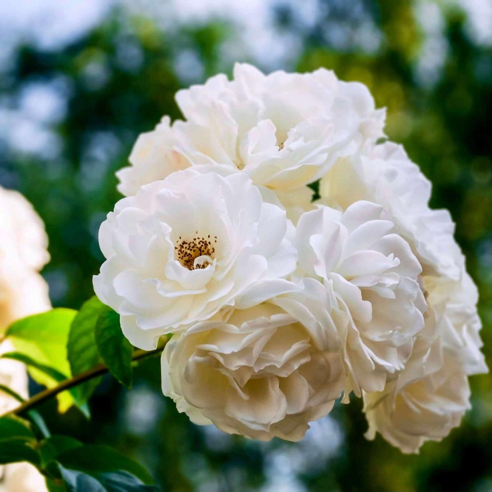 Rosa ‘Flower Carpet White’