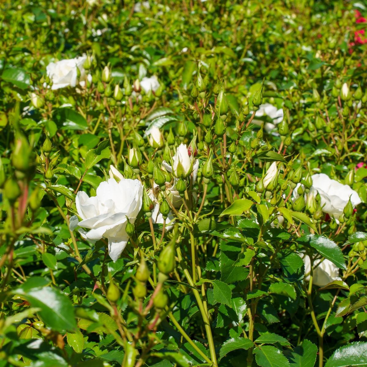 Rosa ‘Flower Carpet White’