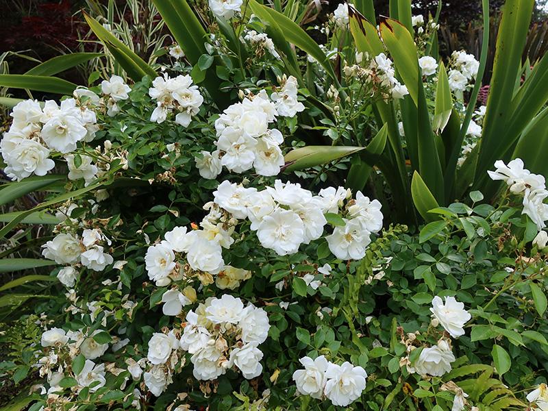 Rosa ‘Flower Carpet White’