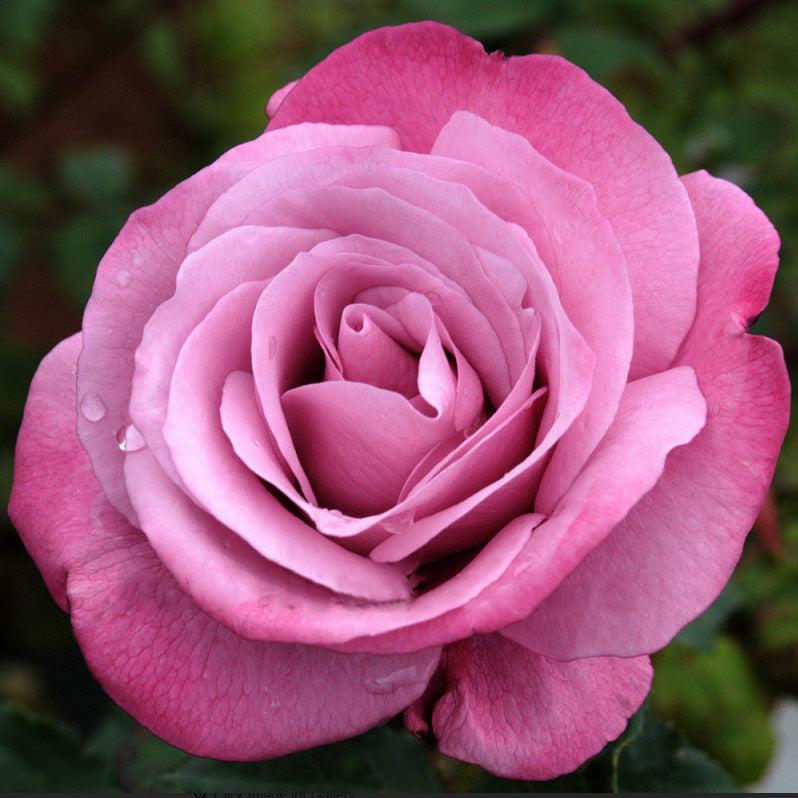 Rosa ‘Fragrant Plum’ (Fragrant Plum Rose) Standards