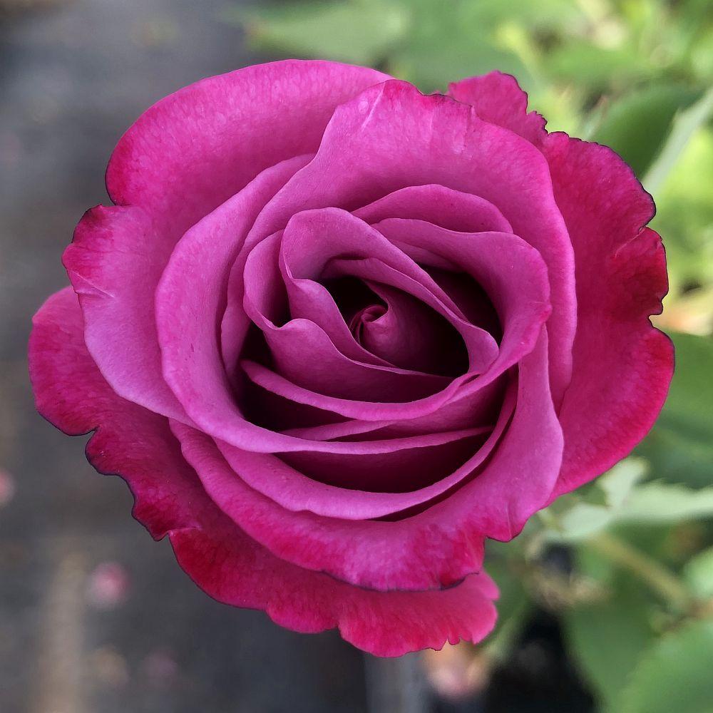 Rosa ‘Fragrant Plum’ (Fragrant Plum Rose) Standards