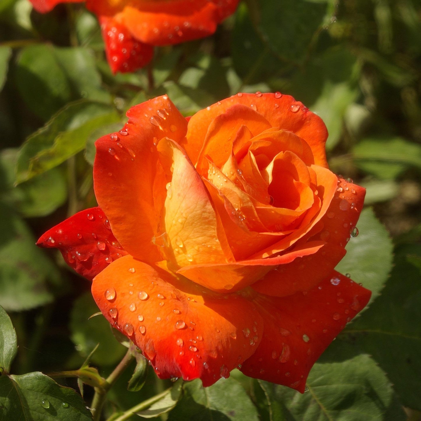 Rosa ‘France Libre’ (Rose)