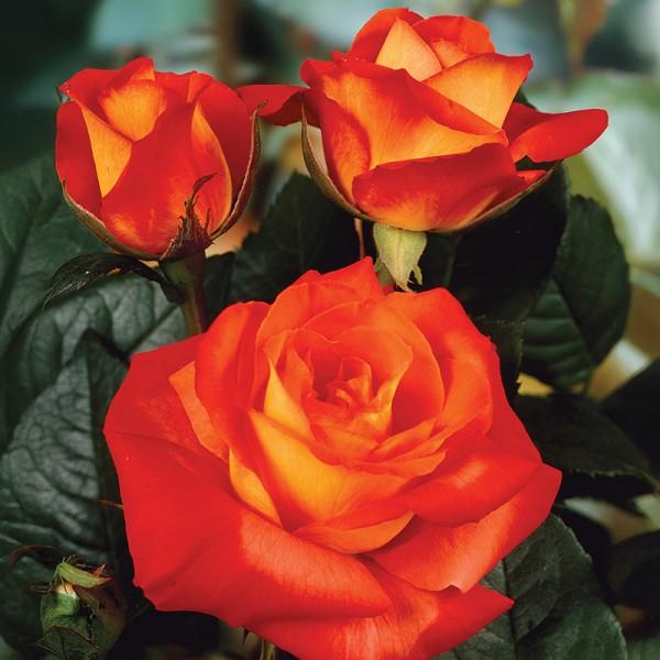 Rosa ‘France Libre’ (Rose)