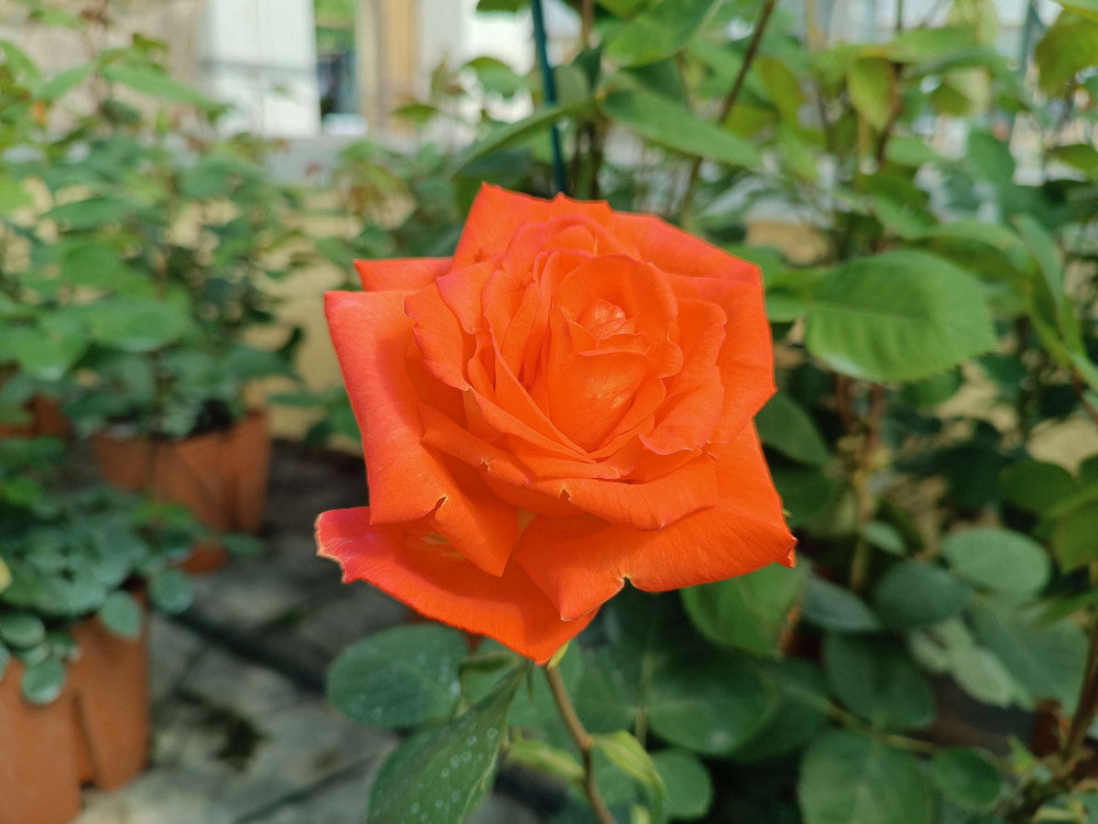 Rosa ‘France Libre’ (Rose)