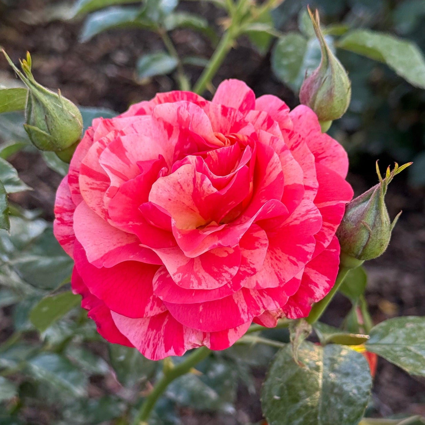Rosa 'Frida Kahlo' (Floribunda Rose)
