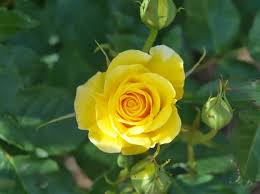 Rosa 'Friesia' (Standard) (Friesia Standard Floribunda Rose)