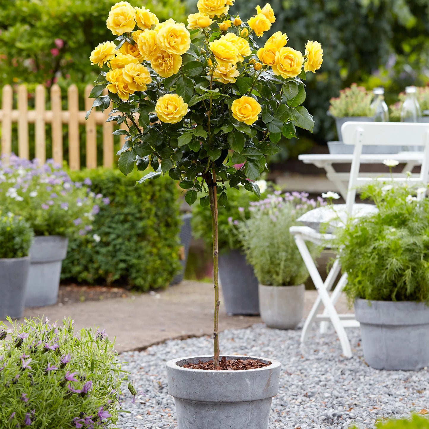 Rosa 'Friesia' (Standard) (Friesia Standard Floribunda Rose)
