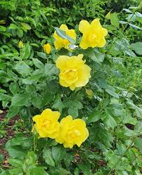 Rosa 'Friesia' (Standard) (Friesia Standard Floribunda Rose)