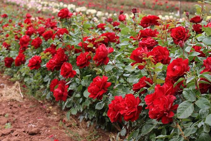 Rosa ‘Gallipoli Centenary’ (Rose)