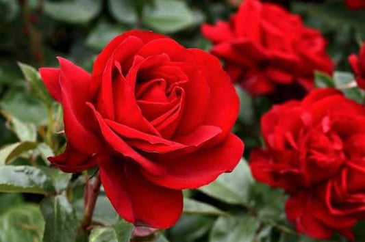 Rosa ‘Gallipoli Centenary’ (Rose)