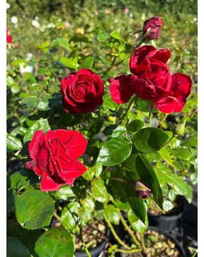 Rosa ‘Gallipoli Centenary’ (Rose)