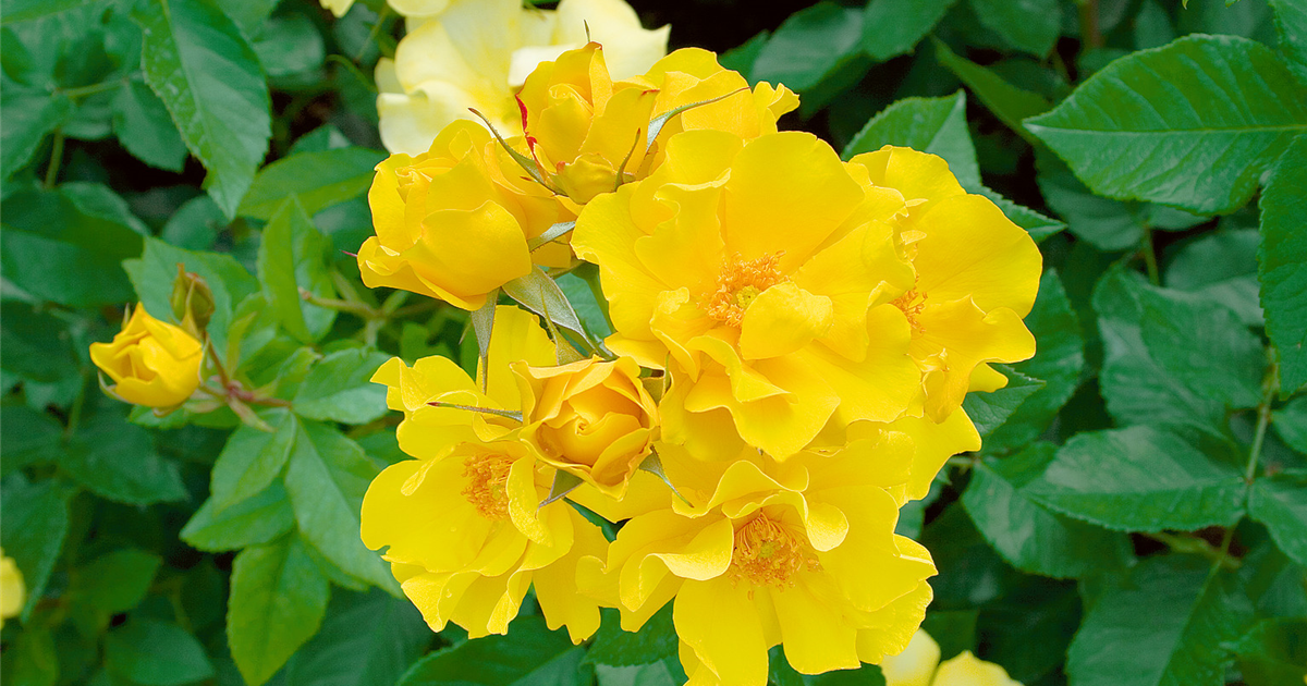 Rosa ‘Gold Holstein’ (Floribunda Rose)
