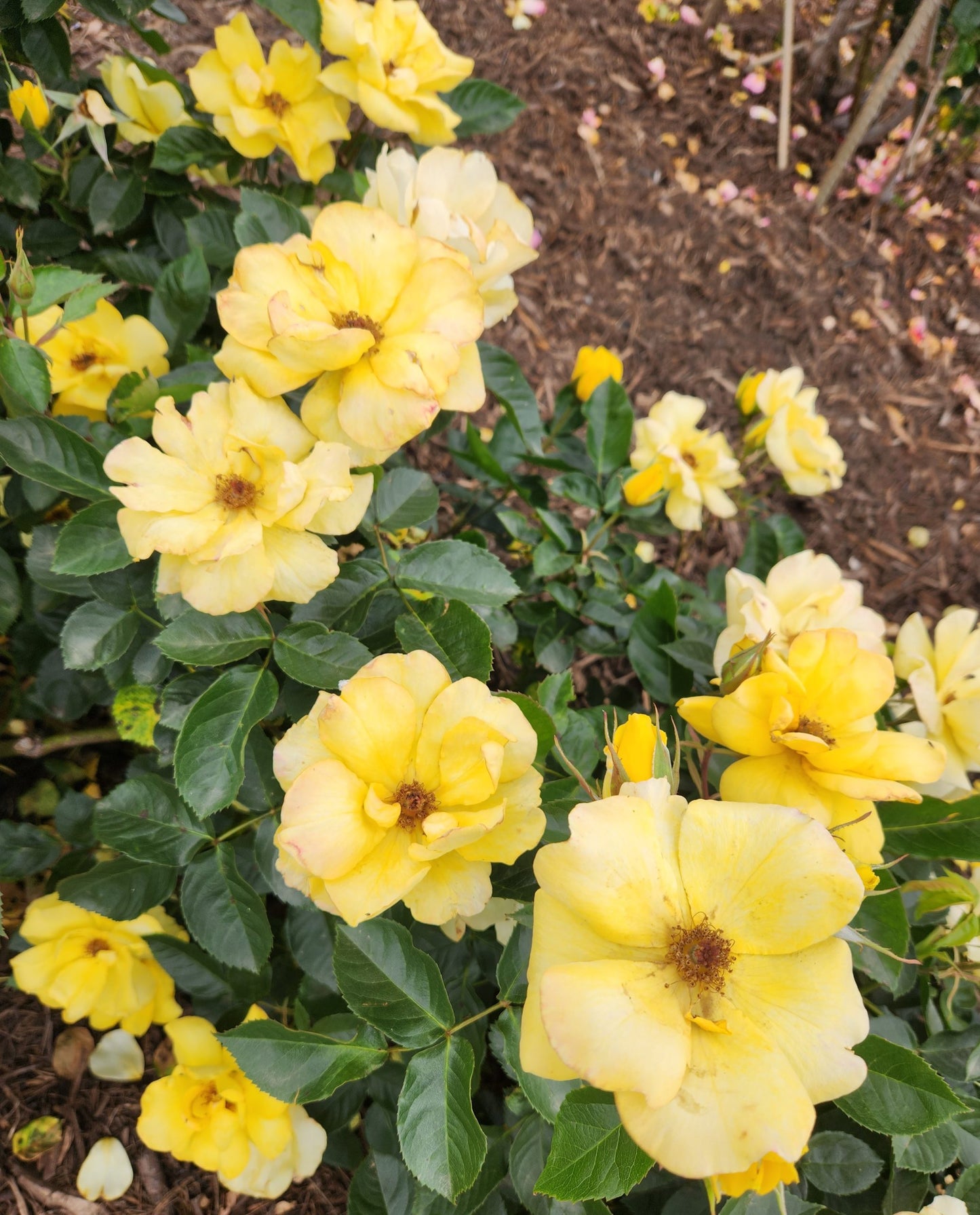 Rosa ‘Gold Holstein’ (Floribunda Rose)