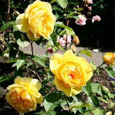 Rosa ‘Gold Holstein’ (Floribunda Rose)