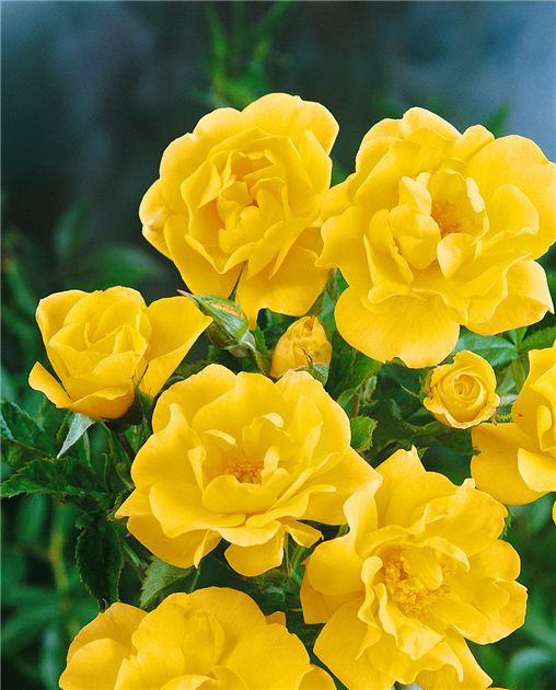 Rosa ‘Gold Holstein’ (Floribunda Rose)