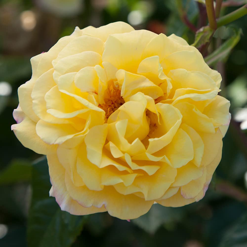 Rosa ‘Gold Holstein’ (Floribunda Rose)