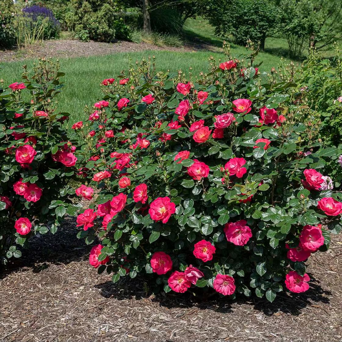 Rosa 'Hannah Gordon' (Hannah Gordon Floribunda Rose)