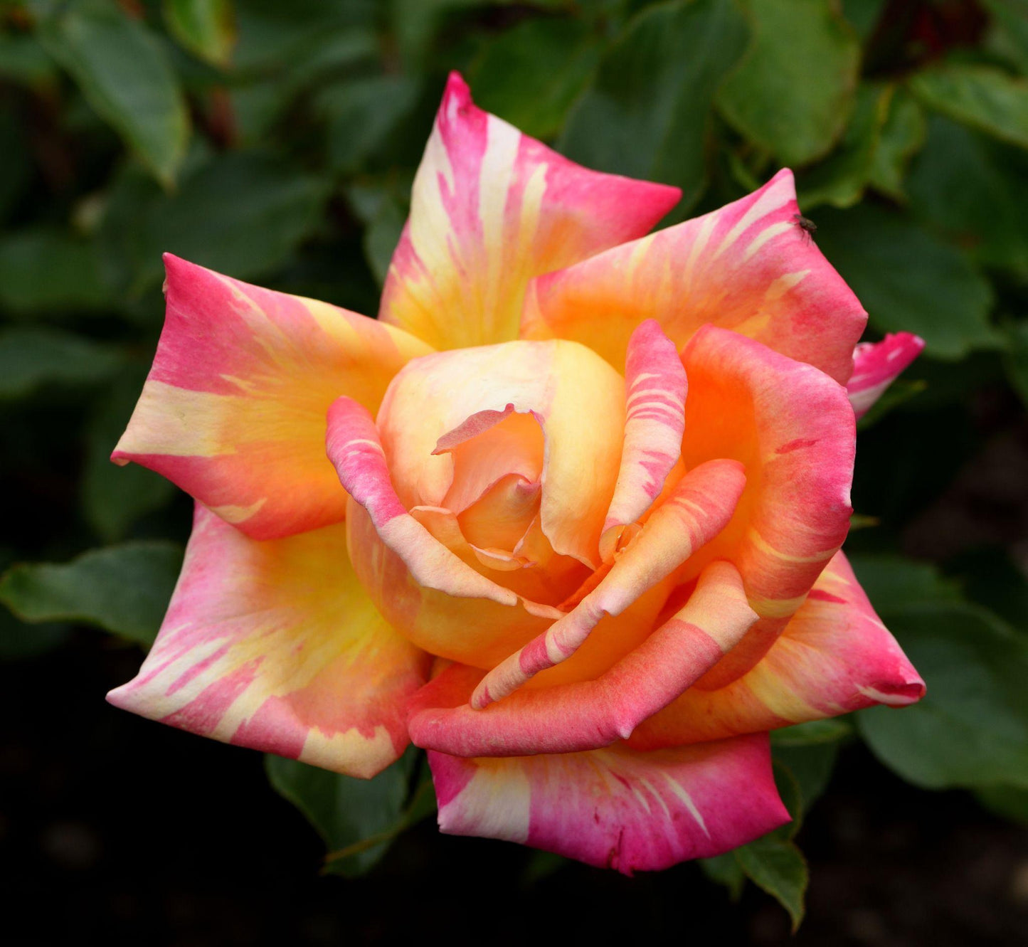 Rosa ‘Harry Wheatcroft’ (Hybrid Tea Rose)
