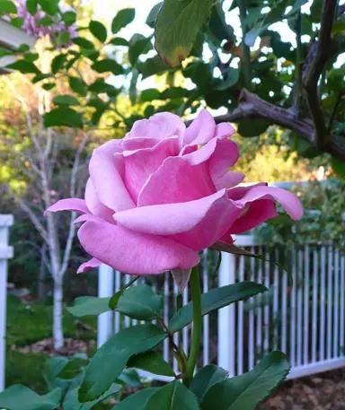 Rosa ‘Heaven Scent’ (Hybrid Tea Rose Standard)