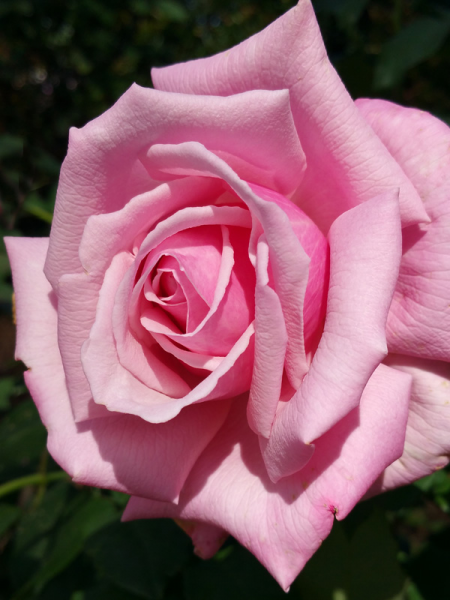 Rosa ‘Heaven Scent’ (Hybrid Tea Rose)