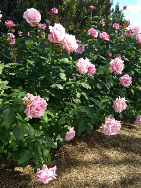 Rosa ‘Heaven Scent’ (Hybrid Tea Rose)