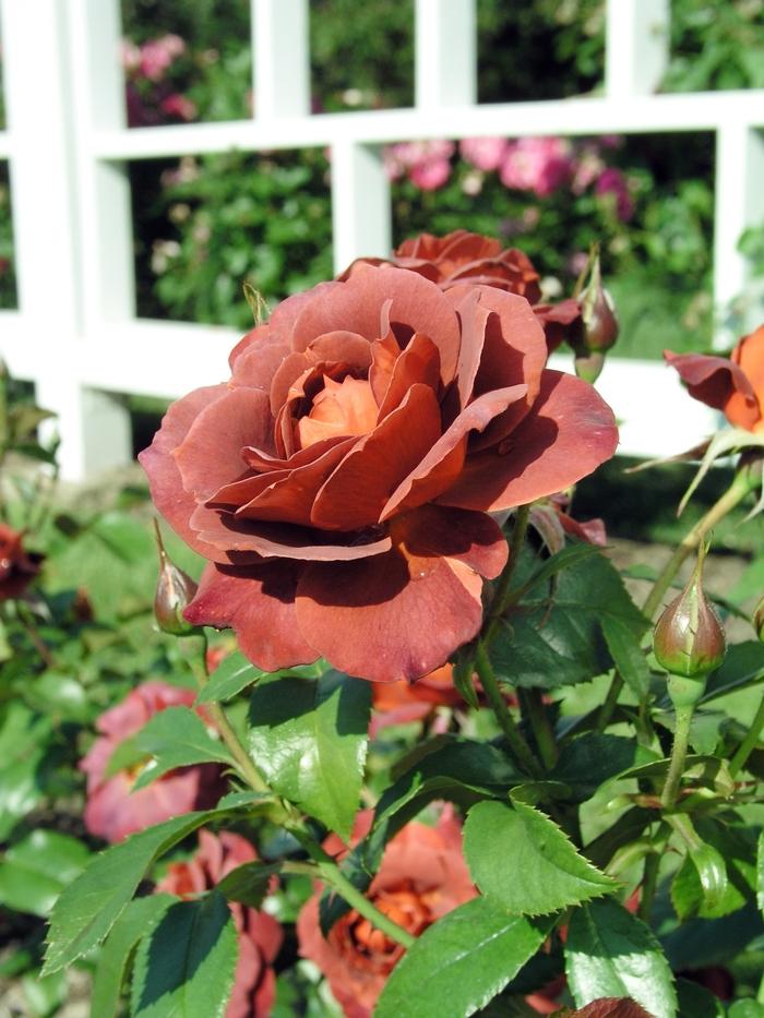 Rosa 'Hot Cocoa' (Hybrid Tea Rose)