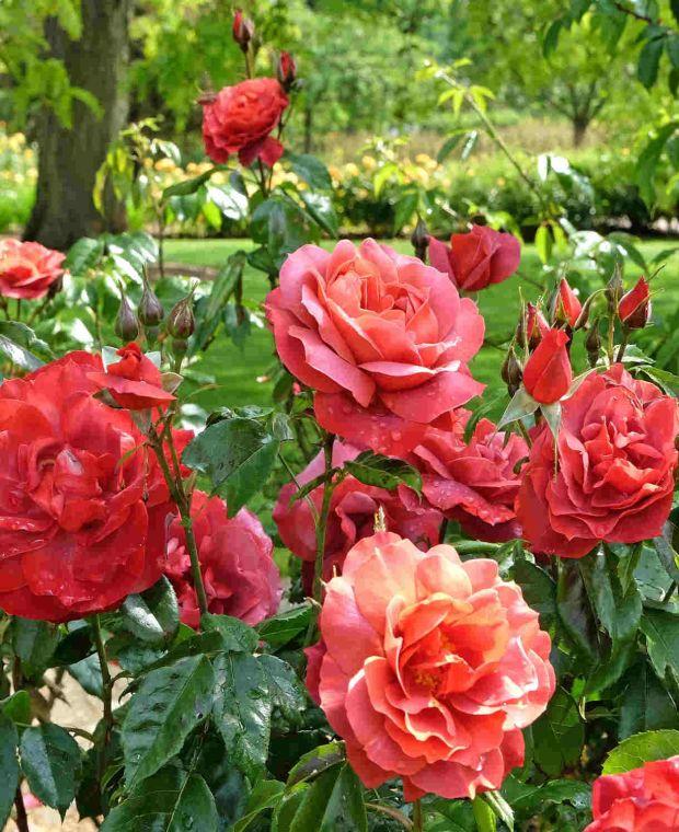 Rosa 'Hot Cocoa' (Hybrid Tea Rose)