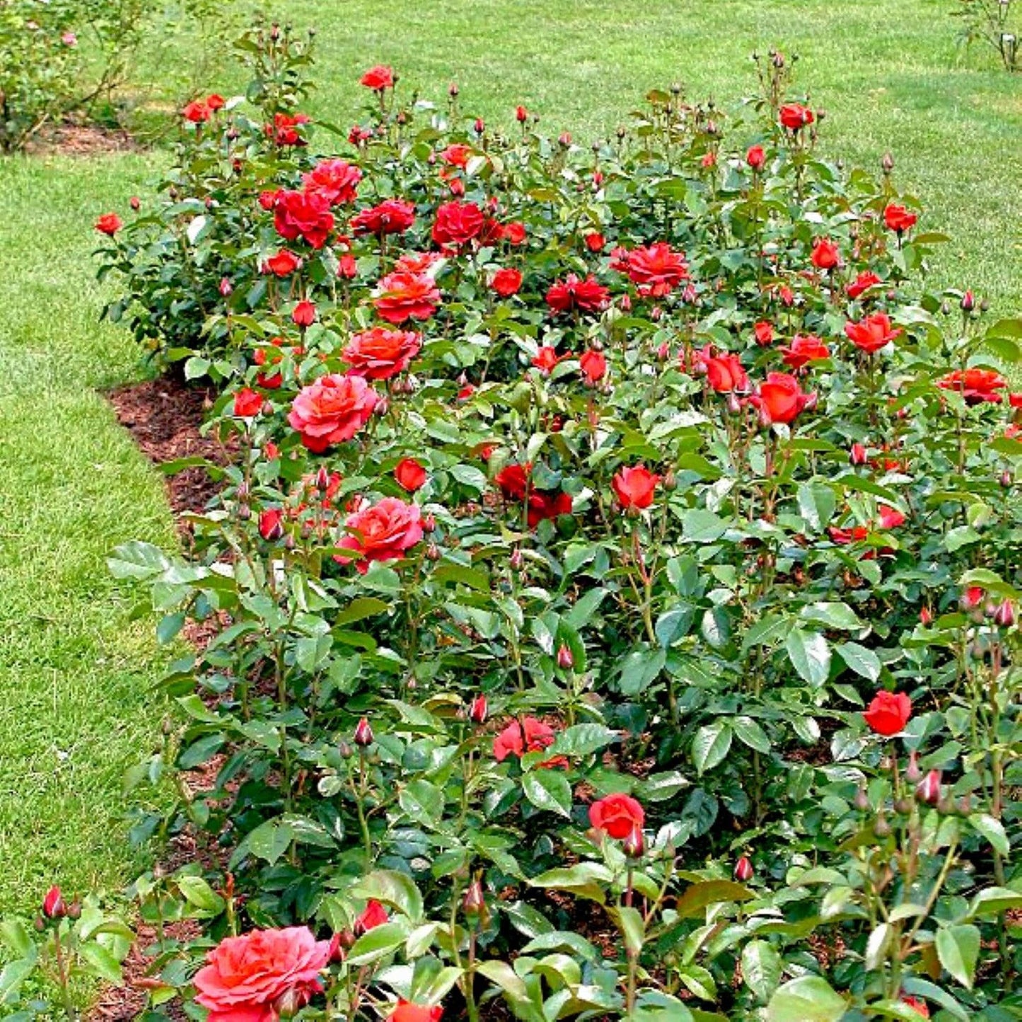 Rosa 'Hot Cocoa' (Hybrid Tea Rose)