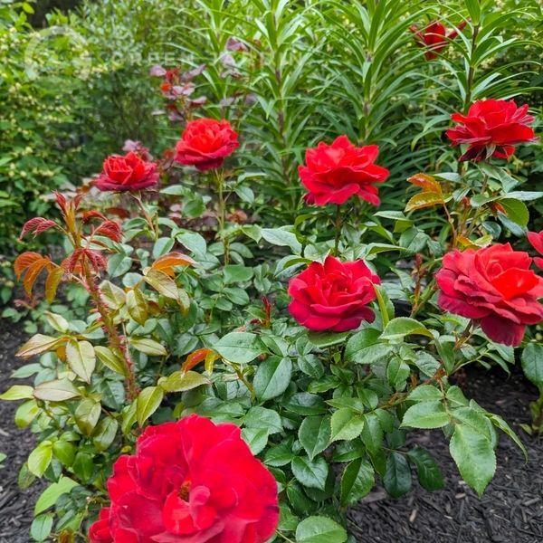 Rosa 'Hot Chocolate' (Hot Chocolate Floribunda Rose)