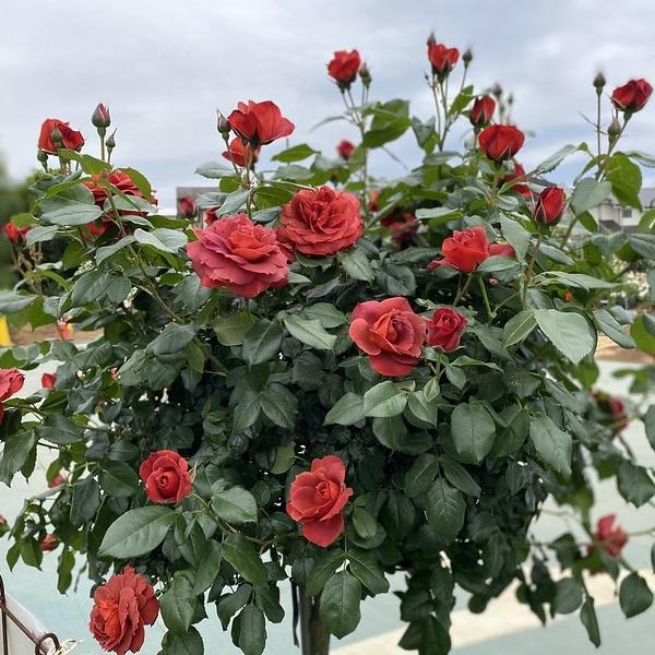 Rosa 'Hot Chocolate' (Hot Chocolate Floribunda Rose)